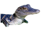 hyunvelle-other-croco-caiman
