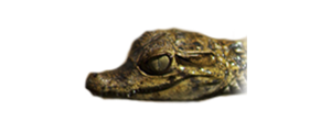 caiman croco hyunvelle