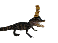 croco caiman hyunvelle