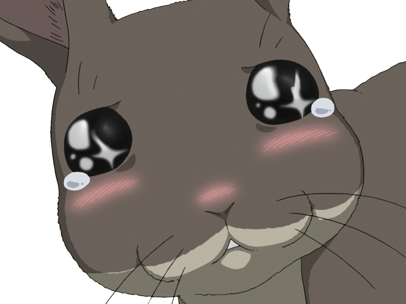 fma kikoojap brotherhood fmab fullmetal maredioa alchemist lapin