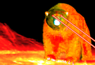 solar-bear-other-eyes-solaire-ours-yeux-laser