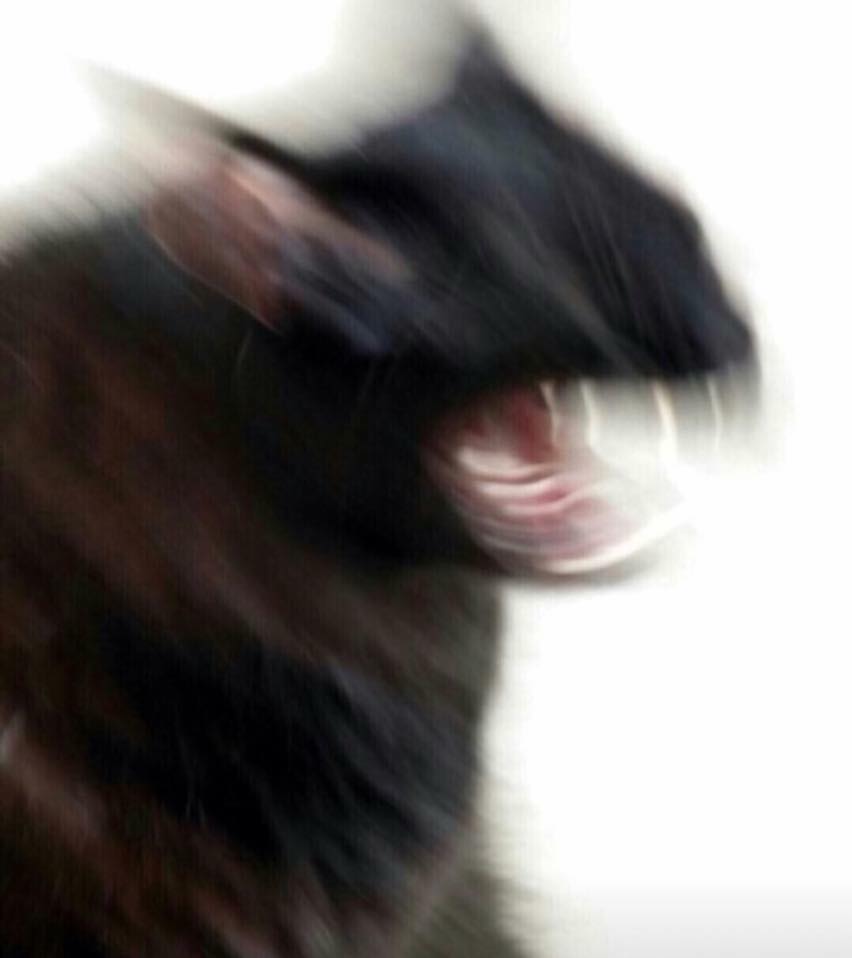 risitas bite chat cul