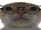 chat-binoclard-lunettes-coussinet-intello-cat-other