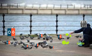 feed risitas jvc pigeon