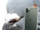 jvc-apple-pro-iphone-11-pigeon-max