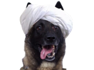 milou-other-isis-baghdadi-trump-chien-guerre-radicalisation-turban-islamique
