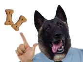 sucre jvc doggo sucres trump gendarme