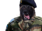 doggo-salut-militaire-honneur-jvc