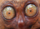 animal-other-humour-grosyeux
