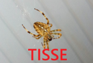 ceci risitas araignee this