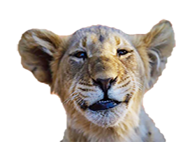 lionceau lion sourit