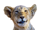 other-lionceau-lion-sourit