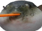 carrot-other-globe-carotte-mange-pufferfish-poisson