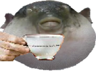 poisson-cafe-globe-the-other-pufferfish-tasse-boisson