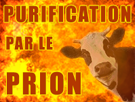 viande-folle-vache-bovine-le-steak-bovin-alerte-meuh-cornes-prion-risitas-purification-effondrement-par-corne