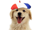 dog-france-dream-french-chien