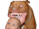 bebe-pitbull-danger-jvc-morsure-chien
