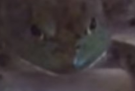 other grenouille enerve turbodjinn