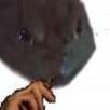paz qlf risitas grenouille