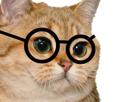 chat-roux-jvc-hd-lunettes