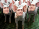 other-cochon-patrie-porc