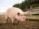 porc-cochon-other-patrie