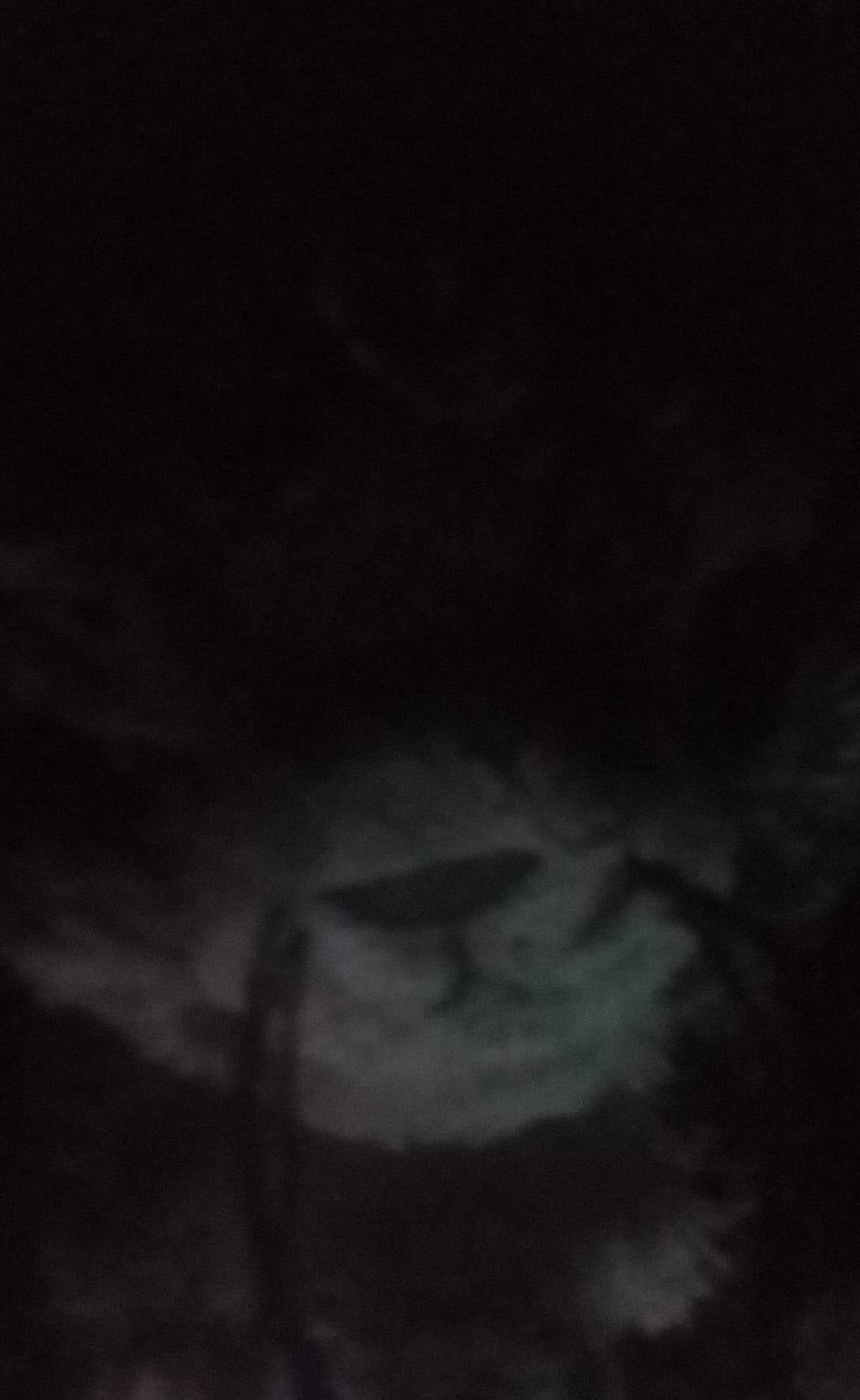 le de fils chat pute dark