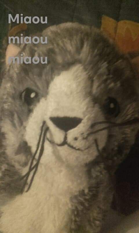 pute miaou chat le de fils