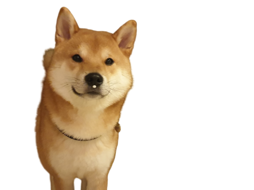 inu shiba odin