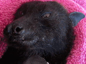 souris banane chauve mange risitas gif langue elolita