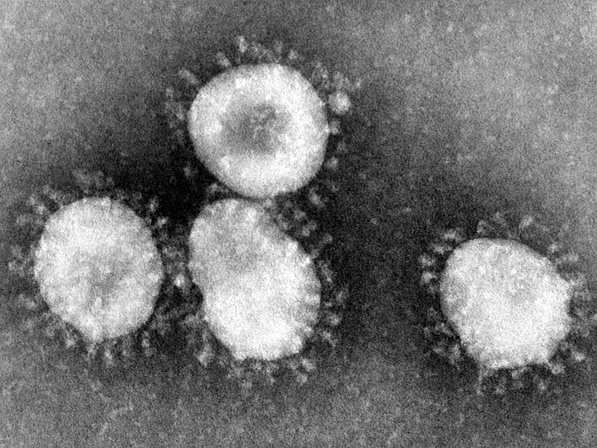virus alerte pandemic coronavirus