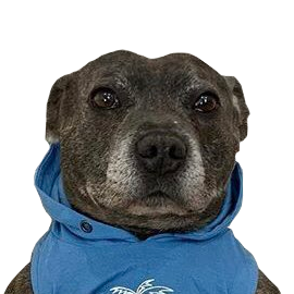 prozac chien risitas dog tristre depression jpp