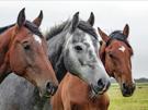 chevaux-trois-other-cheval