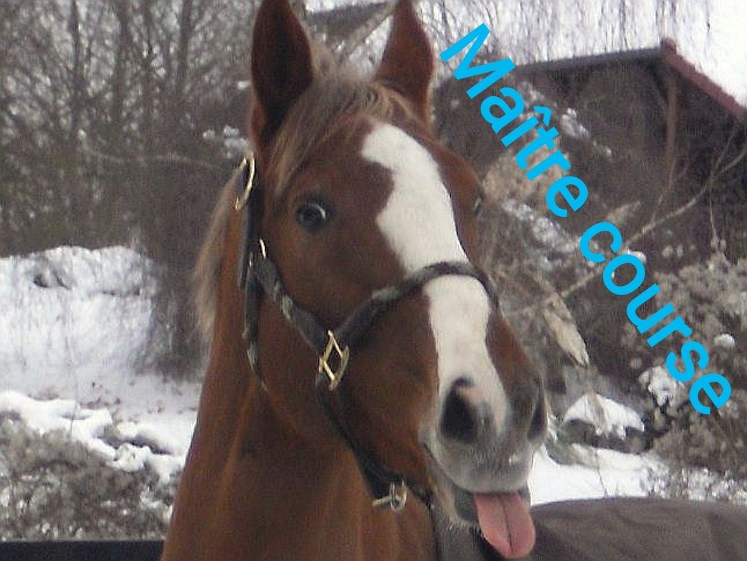 course maitre cheval