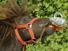 boit-biere-cheval-other