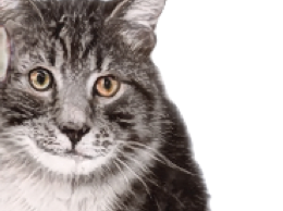 risitas bug paz chat