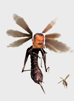 hunter vespoid risitas monster