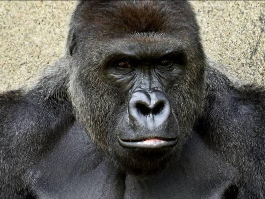 risitas lossa team gorille