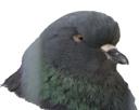 pigeon-colere-regard-other