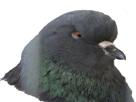 pigeon-regard-colere