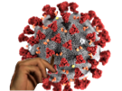 zoonose-ykk-covid-drepazocytose-alk-yakekchose-pute-corona-risitas-virus-alkpote-paz-coronavirus-19-maladie-qlf