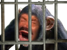 cri-crier-eussou-animal-crie-risitas-prison-singe-chimpanze-zoo