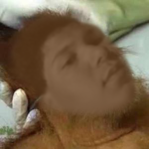 karisi epop noir bonobo