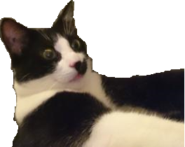 chat jvc zinzin kadjite cat