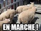 corrompus-matrixes-politic-francais-lrem-petits-marche-moutons-en-pieds-veaux-propagande-france-corruption