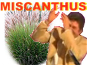 risitas jesus bras miscanthus