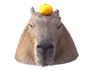 souris-rongeur-cabiai-detente-orange-other-capybara-rat-mandarine-clementine