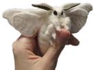 bombyxmori-lepidoptere-papillondenuit-moth-mignon