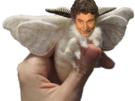 bombyx-jesus-bombyxmori-papillondenuit-mignon-moth-lepidoptere-quintero