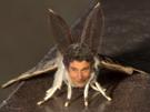 moth-jesus-risitas-bombyxdisparate-papillondenuit-mignon-bombyx-lepidoptere-quintero